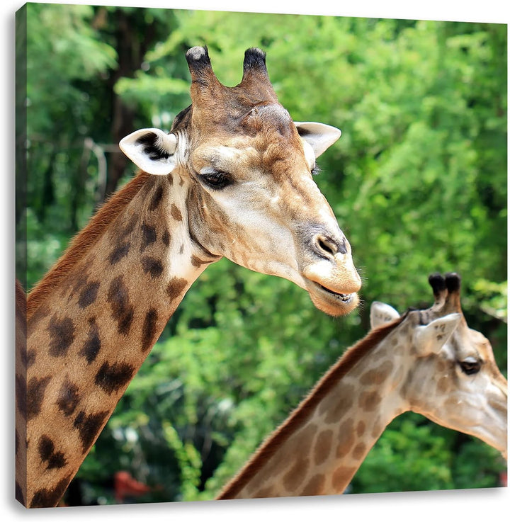 Pixxprint Giraffen, Format: 70x70 auf Leinwand, XXL riesige Bilder fertig gerahmt mit Keilrahmen, Ku