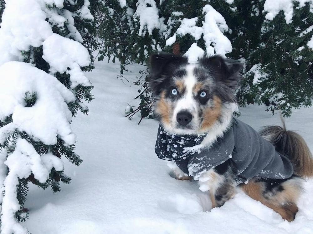 Gooby Hundepullover aus Stretch-Fleece, Grau, Grösse XXL – Warmer Pullover aus Fleece für kleine Hun
