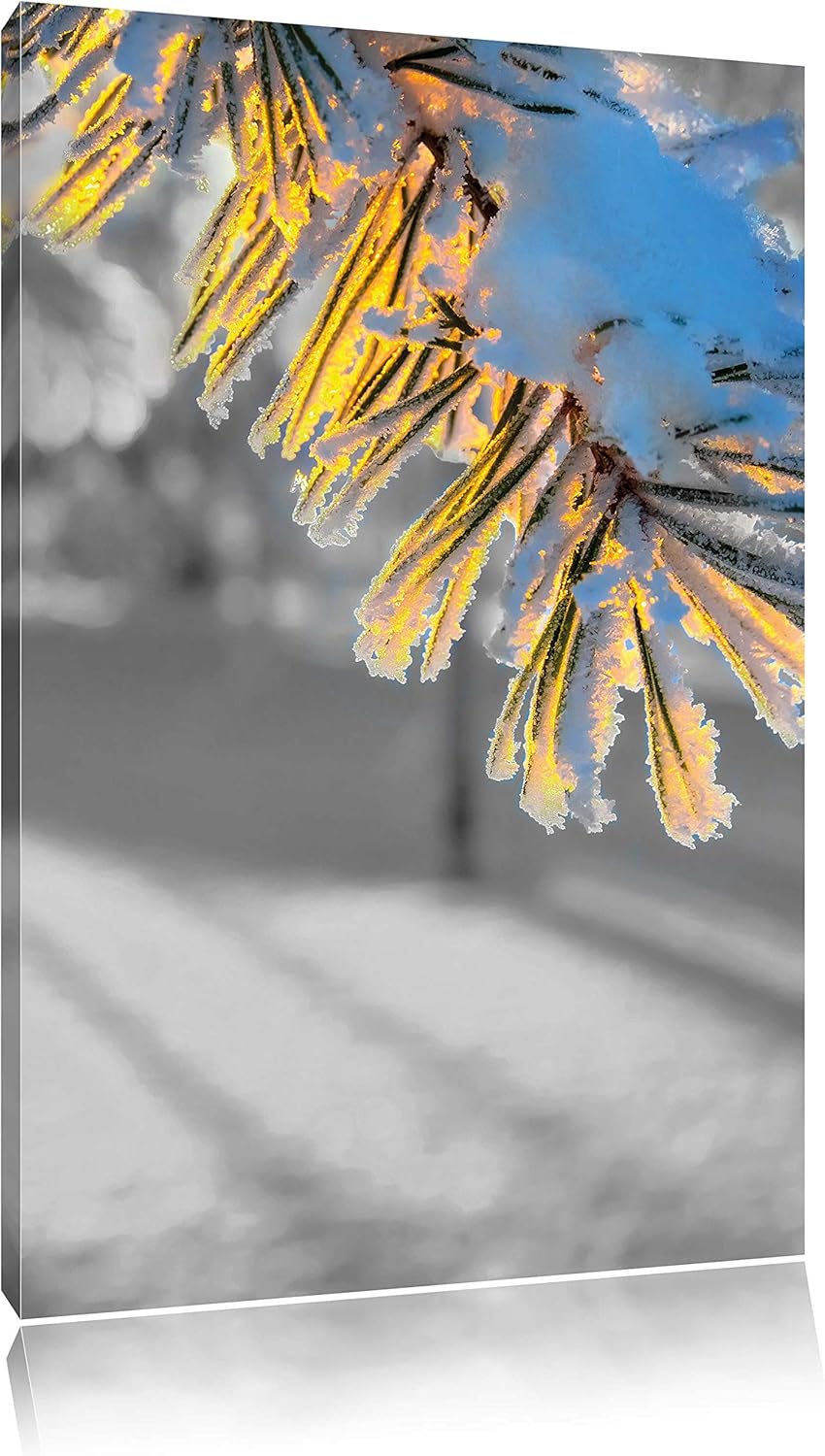 Pixxprint Tannenzweig im Winterwald schwarz/weiss als Leinwandbild/Grösse: 100x70 cm/Wandbild/Kunstd