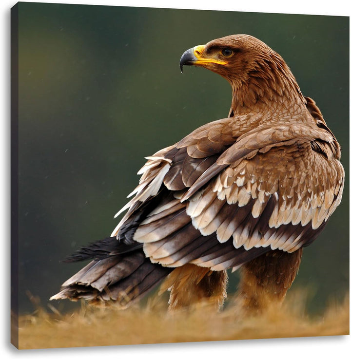 Pixxprint Einsamer Falke mit braunem Gefieder, Format: 70x70 auf Leinwand, 70x70
