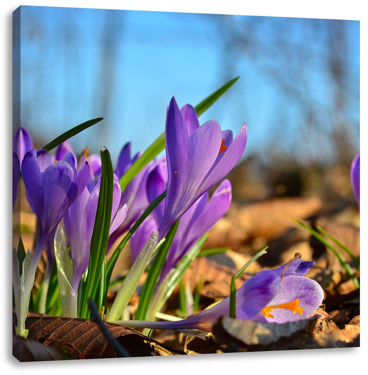 Exotische lila Krokusse, Format: 70x70 auf Leinwand, XXL riesige Bilder fertig gerahmt mit Keilrahme