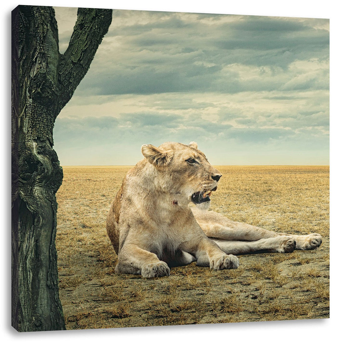 Löwin Ruhe Savanne, Format: 70x70 auf Leinwand, XXL riesige Bilder fertig gerahmt mit Keilrahmen, Ku