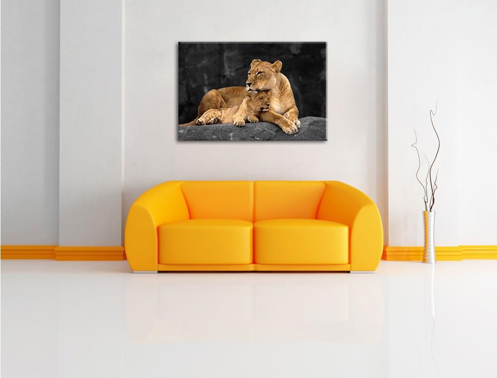 Pixxprint Löwe Löwenjungen als Leinwandbild/Grösse: 120x80 cm/Wandbild/Kunstdruck/fertig bespannt, 1