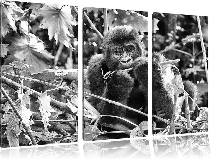 Pixxprint Monocrome, Gorilla beim Fressen 3-Teiler Leinwandbild 120x80 Bild auf Leinwand