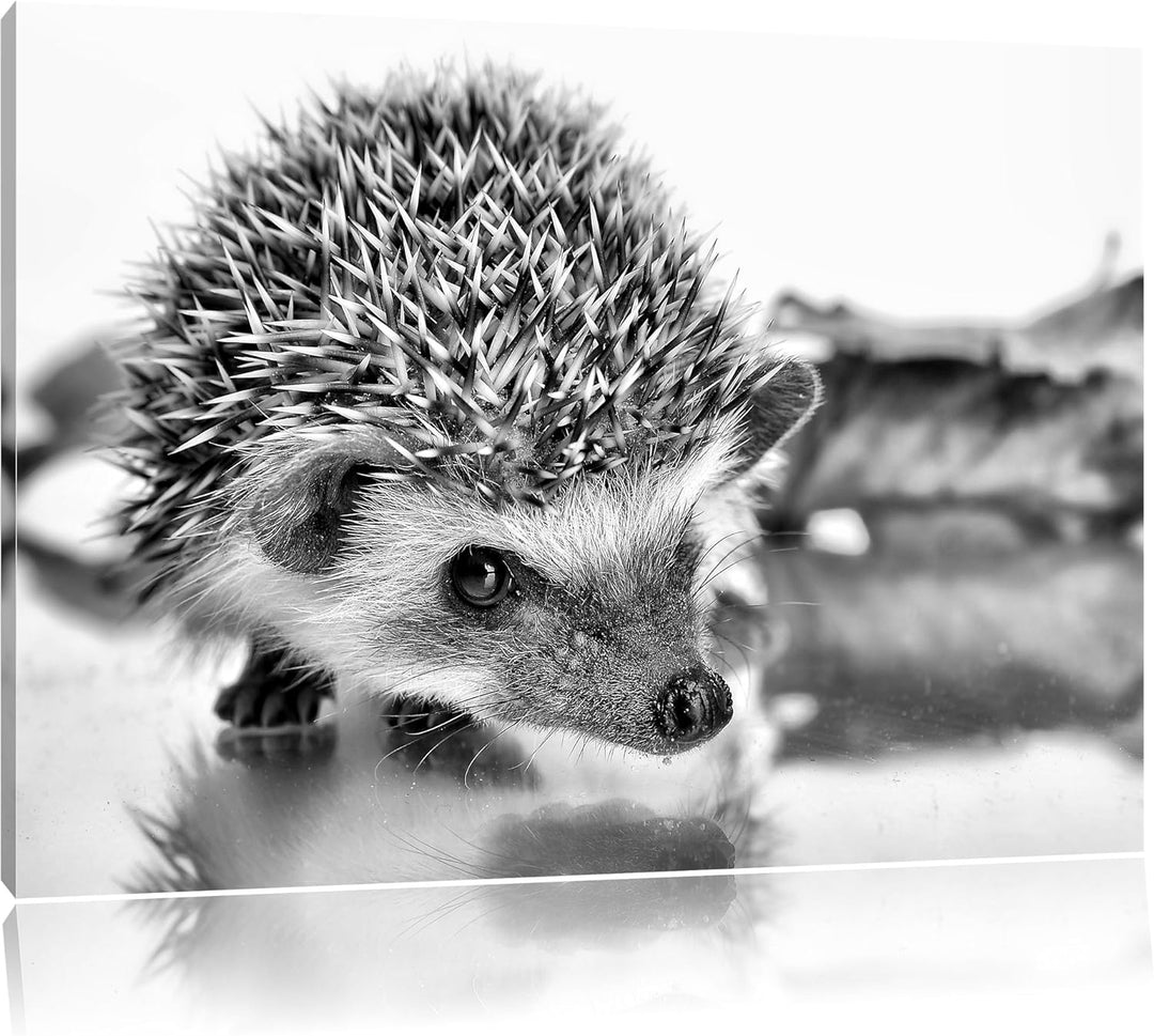 Monocrome, Süsser Igel , Format: 100x70 auf Leinwand, XXL riesige Bilder fertig gerahmt mit Keilrahm