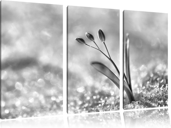Pixxprint Monocrome, Blaue Knospen im Schnee 3-Teiler Leinwandbild 120x80 Bild auf Leinwand