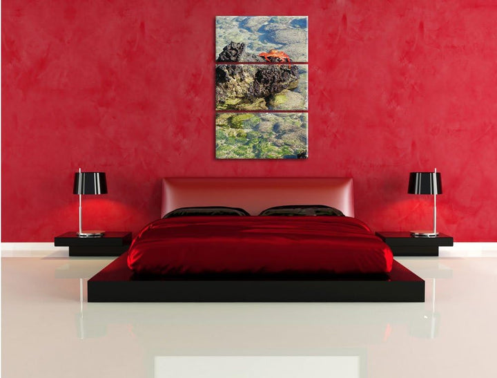 Pixxprint rote Krabbe auf Stein als Leinwandbild/Grösse: 3 Teilig (120x80) cm/Wandbild/Kunstdruck/fe