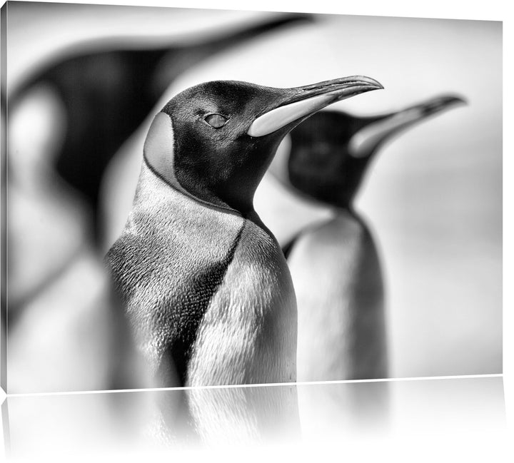 Monocrome, Pinguine, Format: 100x70 auf Leinwand, XXL riesige Bilder fertig gerahmt mit Keilrahmen,