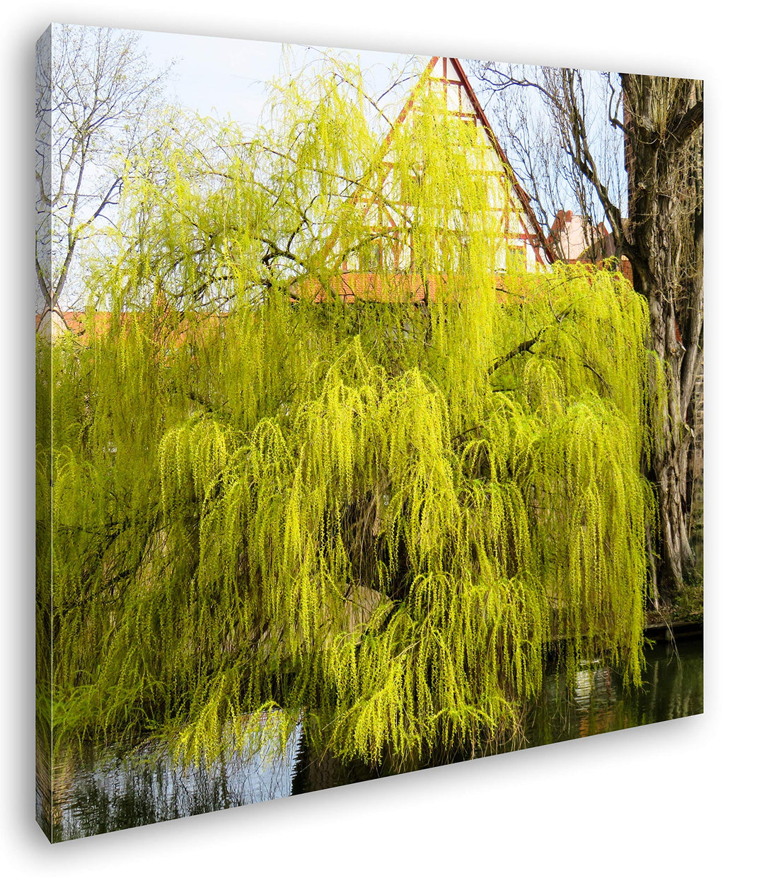deyoli Junge Trauerweide am Flussufer Format: 70x70 als Leinwandbild, Motiv fertig gerahmt auf Echth