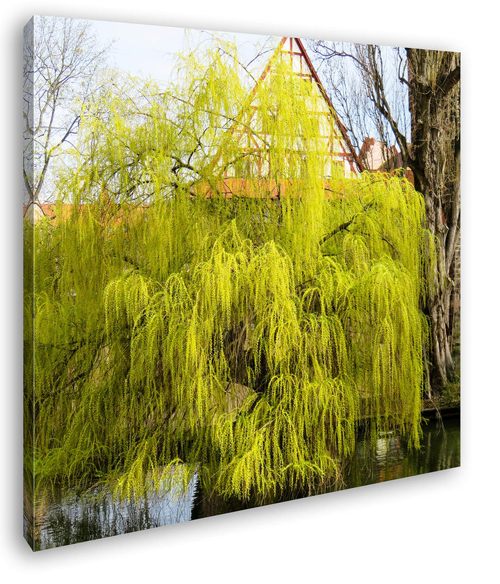 deyoli Junge Trauerweide am Flussufer Format: 70x70 als Leinwandbild, Motiv fertig gerahmt auf Echth