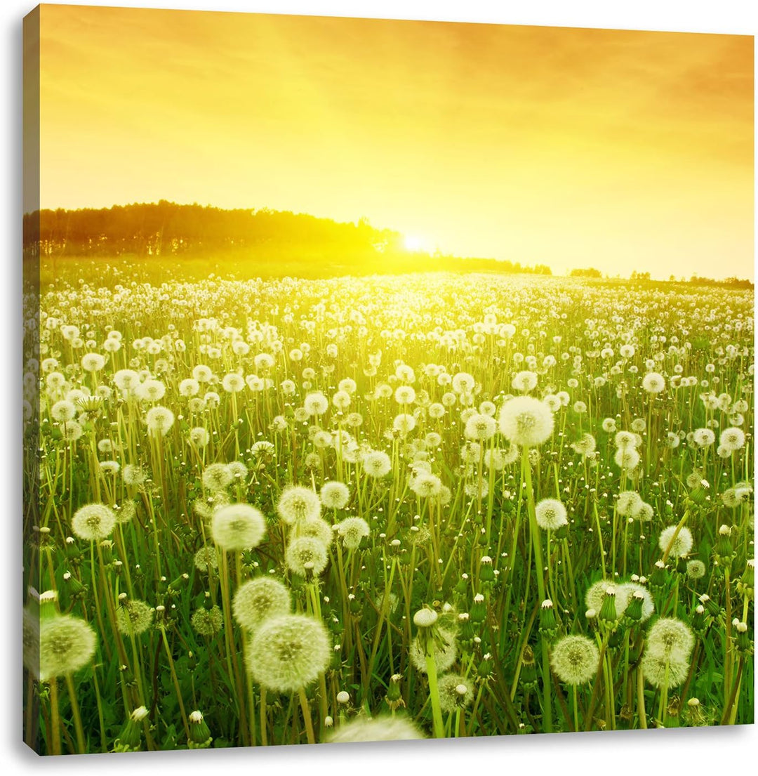 Pixxprint Pusteblumen Sonnenuntergang als Leinwandbild Quadratisch/Grösse: 70x70 / Wandbild/Kunstdru