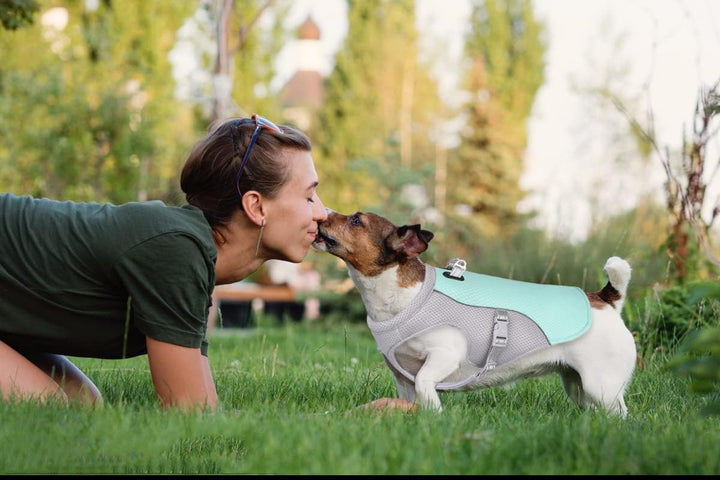 Hundekühlweste Atmungsaktives Mesh Hundejacke Sommer Cooler und Komfortabler Hundemantel Verstellbar