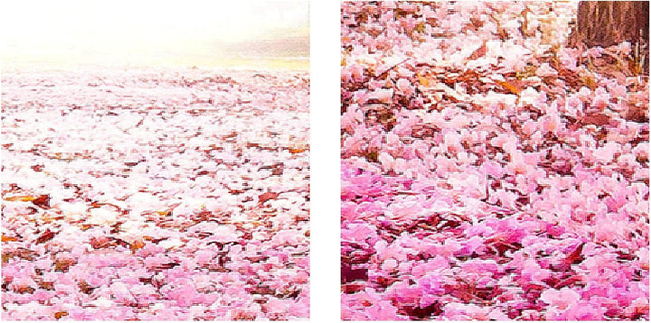 Runa Art Bild Schlafzimmer Wohnzimmer Wald Landschaft 5 Teilig Natur Rosa Wandbilder auf Vlies Leinw