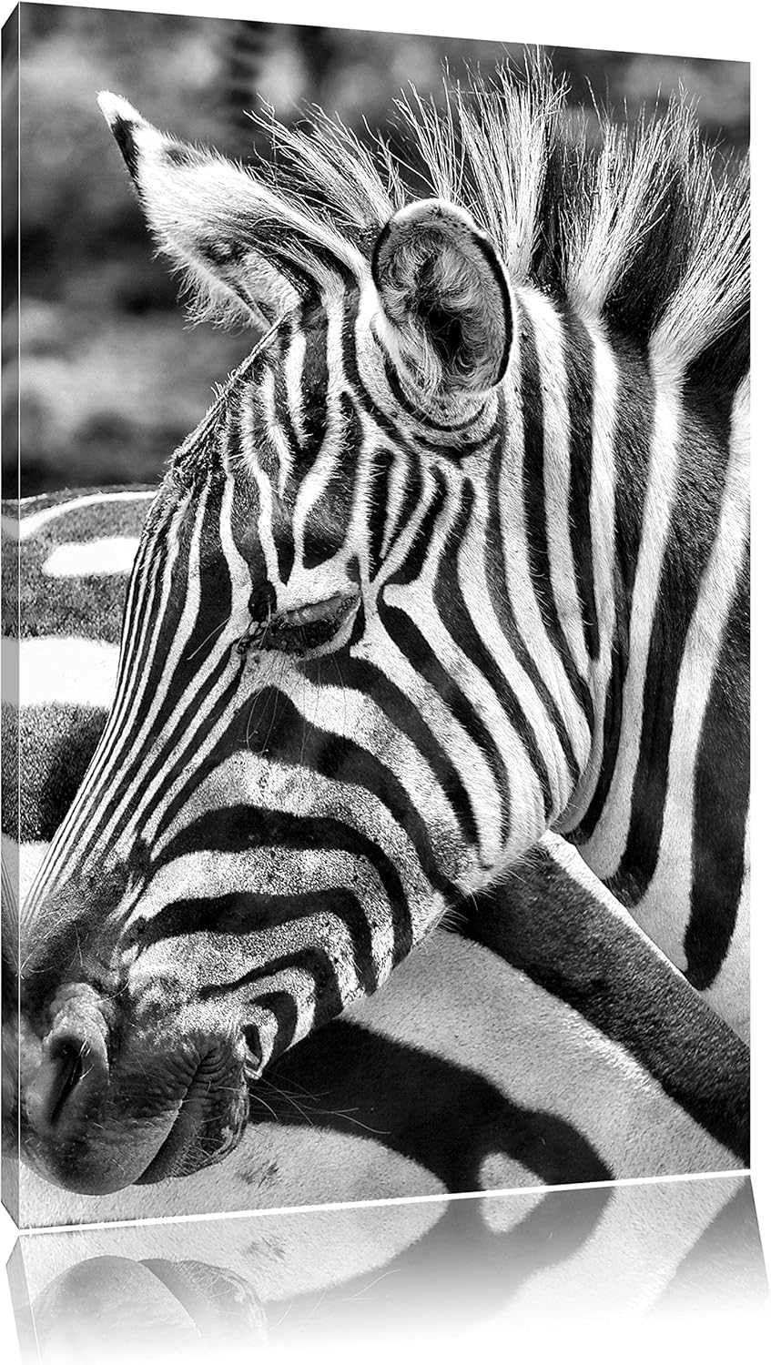 Pixxprint Monocrome, prächtiges Zebra, Format: 100x70 auf Leinwand, 100x70
