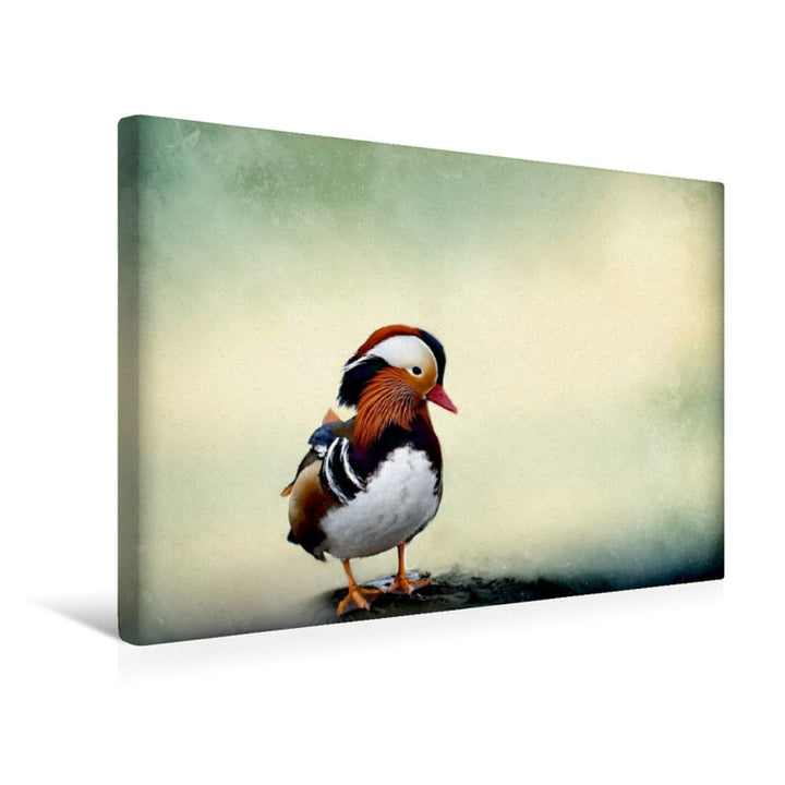 CALVENDO Mandarinente 45x30cm, 45x30cm