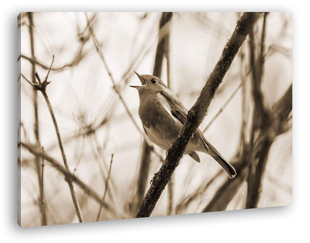 deyoli singendes Rotkehlchen Format: 80x60 Effekt: Sepia als Leinwandbild, Motiv fertig gerahmt auf