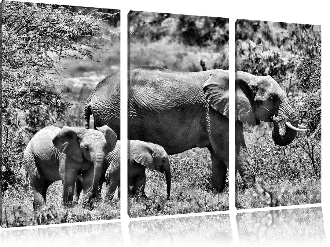 Pixxprint friedliche Elefantenfamilie als Leinwandbild/Grösse: 3 Teilig (120x80) cm/Wandbild/Kunstdr