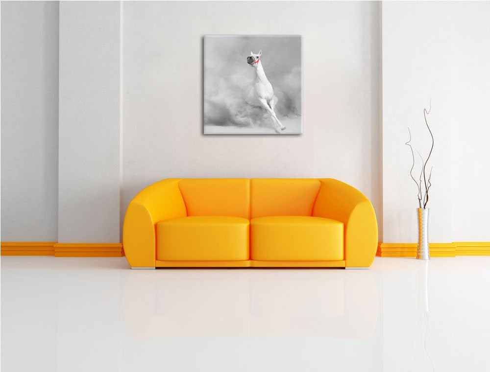 Pixxprint weisser Hengst in der Wüste als Leinwandbild/Grösse: 70x70 cm/Wandbild/Kunstdruck/fertig b