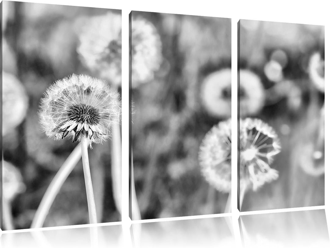 Pixxprint Romantische Pusteblumen als Leinwandbild/Grösse: 3 Teilig (120x80 cm) cm/Wandbild/Kunstdru