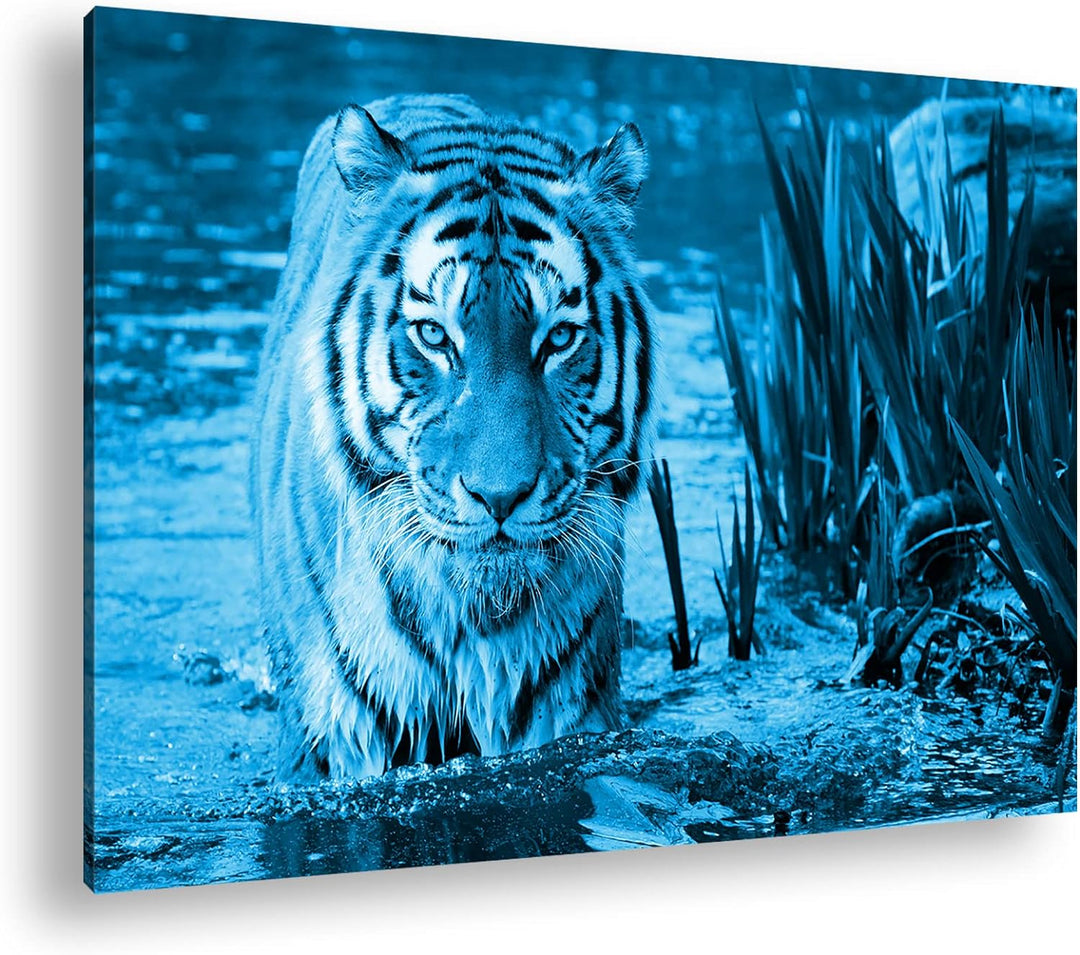 deyoli anmutiger Tiger im Wasser Format 80x60 Effekt: Monocrome Blau als Leinwandbild, Motiv fertig