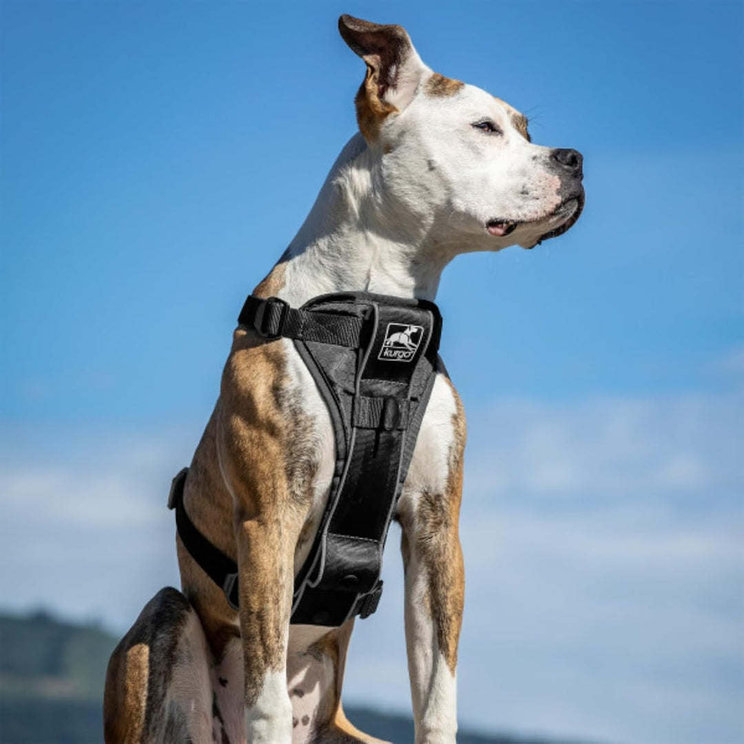 Kurgo Tru-Fit Smart Hundegeschirr, Mit gepolstertem Brustteil und D-Ring, Inklusive Autosicherheitsg