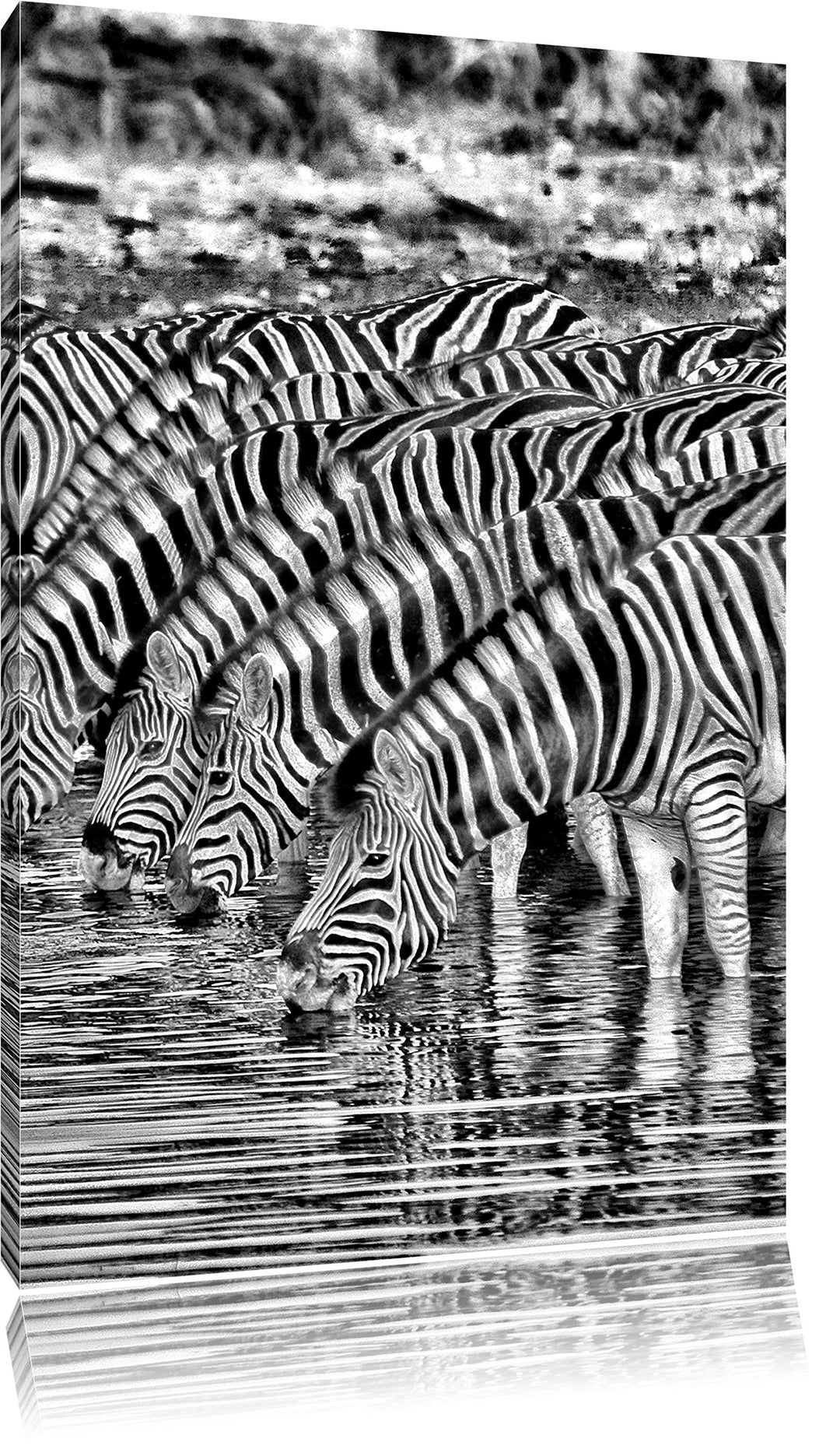 Safari mit Zebras in Afrika / 100x70cm Leinwandbild bespannt auf Holzrahmen/Wandbild Kunstdruck Deko