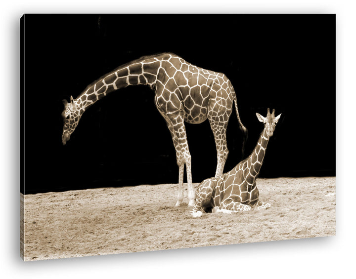 deyoli Dark entspannte Giraffen Format: 100x70 Effekt: Sepia als Leinwand, Motiv fertig gerahmt auf