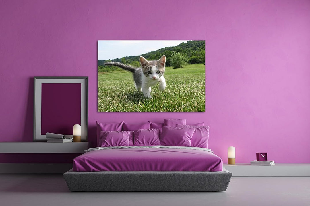 drollig spielende Katze Format: 80x60 als Leinwand, Motiv fertig gerahmt auf Echtholzrahmen, Hochwer