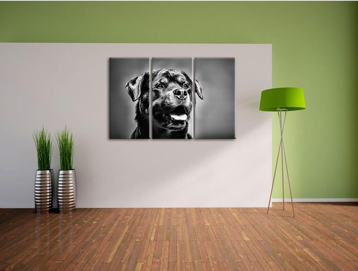 Pixxprint Treuer Rottweiler als Leinwandbild | Grösse: 3 Teilig (120x80) | Wandbild| Kunstdruck | fe