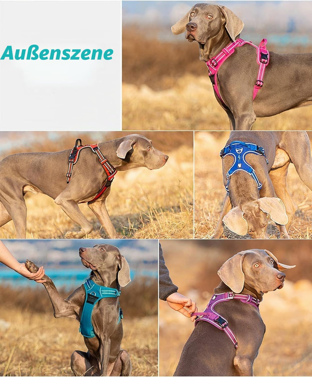 Truelove No Pull Hundegeschirr, reflektierendes Hundegeschirr für Hunde, verstellbare weich gepolste