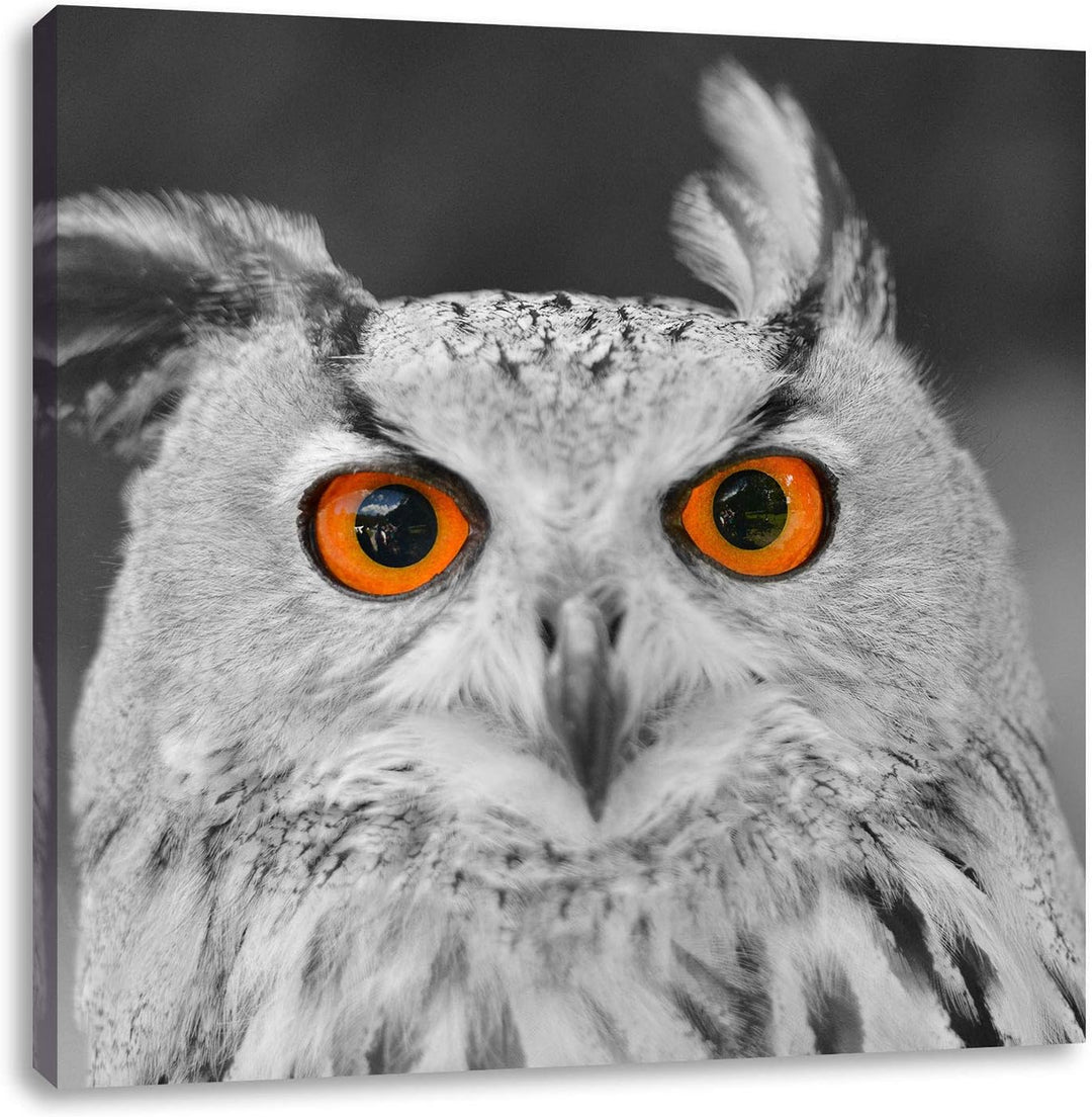 Pixxprint süsser Eulen Kauz schwarz/weiss, Format: 70x70 auf Leinwand, 70x70