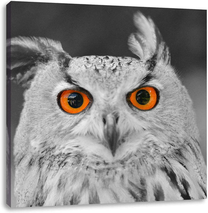 Pixxprint süsser Eulen Kauz schwarz/weiss, Format: 70x70 auf Leinwand, 70x70