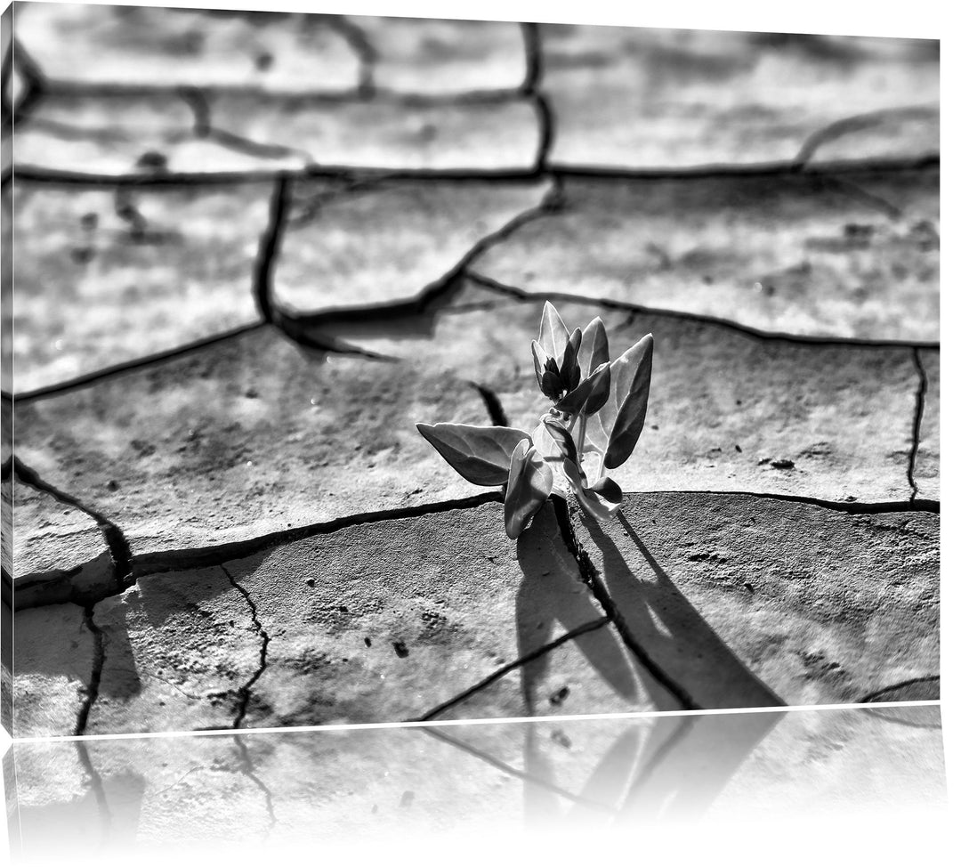 Pixxprint Monocrome, Keimling in ausgetrocknetem Boden, Format: 100x70 auf Leinwand, XXL riesige Bil