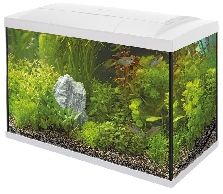 Superfish Start 70 Aquarium, Weiss weiss 70 l (Pack of 1), weiss 70 l (Pack of 1)