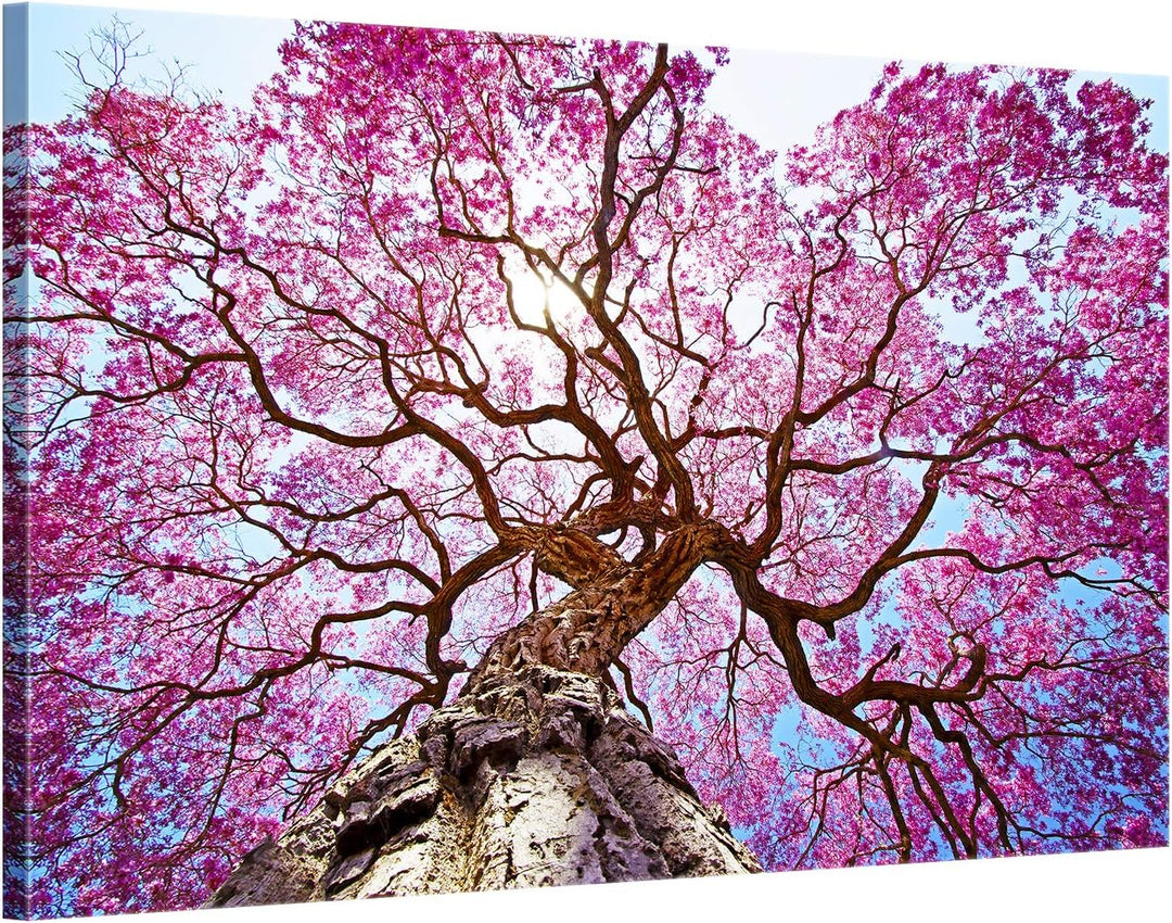 ge Bildet Bild auf Leinwand | Rosa Lapacho Baum in Pocone - Brasilien - Natur Baum Pink Lila B in 70