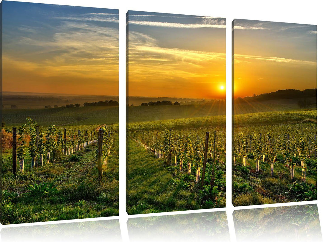 Pixxprint Weinberg in Bergerac Frankreich als Leinwandbild | Grösse: 3 Teilig (120x80) | Wandbild| K