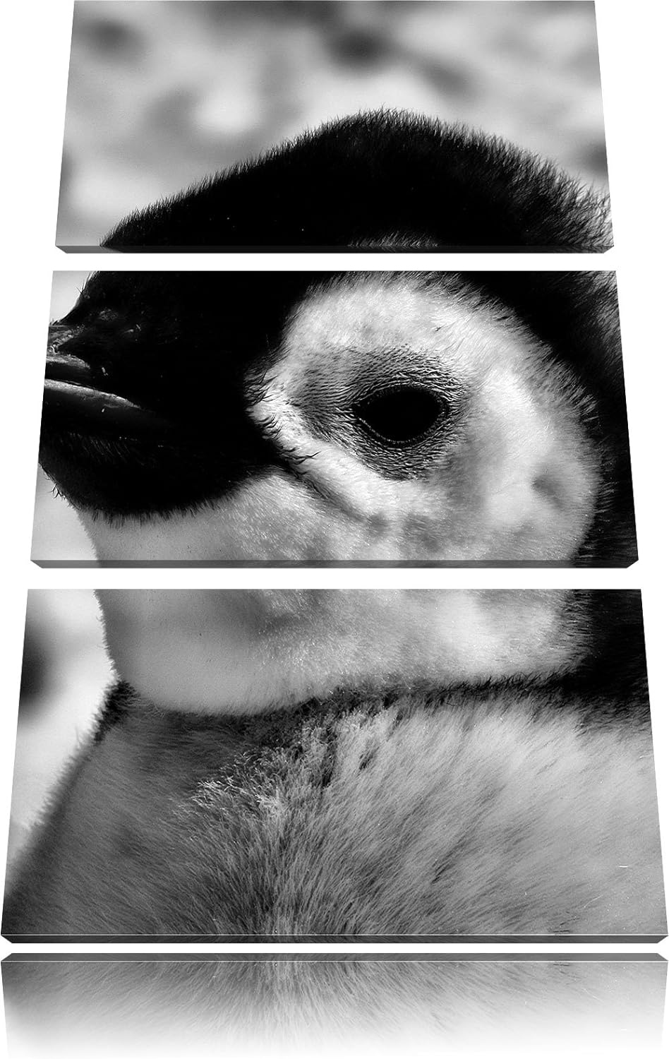 Pixxprint DREI Kaiserpinguin-Küken als Leinwandbild/Grösse: 3 Teilig (120x80) cm/Wandbild/Kunstdruck