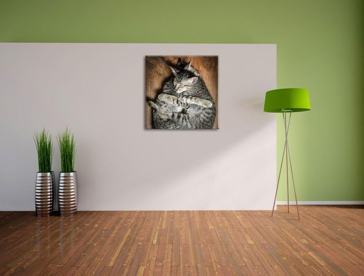 Kuschelnde Katzen, Format: 70x70 auf Leinwand, XXL riesige Bilder fertig gerahmt mit Keilrahmen, Kun