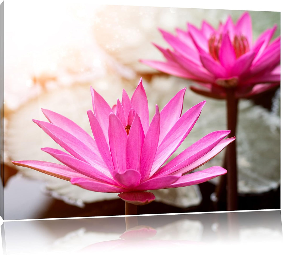 Lilafarbene Wasserlilie, Format: 100x70 auf Leinwand, XXL riesige Bilder fertig gerahmt mit Keilrahm