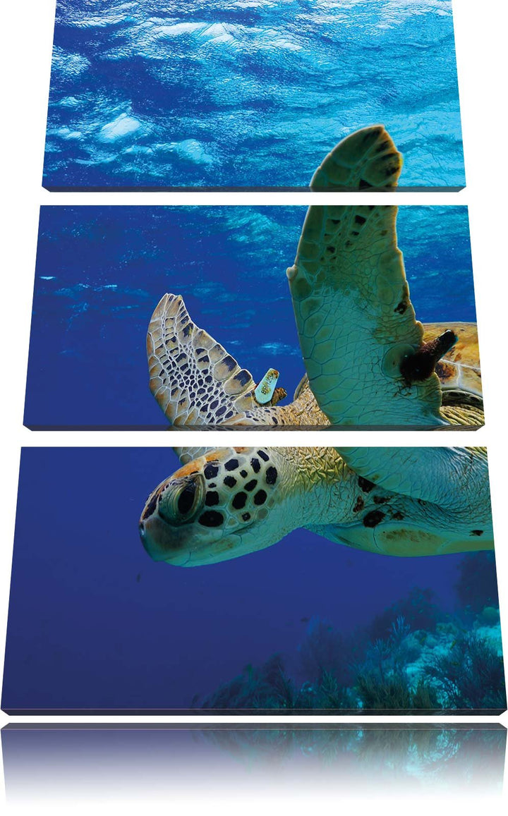Pixxprint Schildkröte im Riff als Leinwandbild/Grösse: 3 Teilig (120x80) cm/Wandbild/Kunstdruck/fert