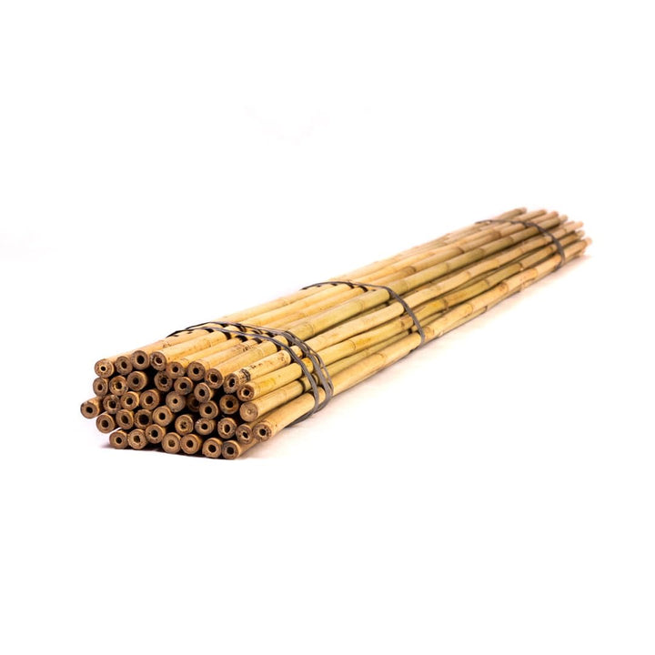 Bambusstangen - 245cm - 20/22mm - 10 Stück