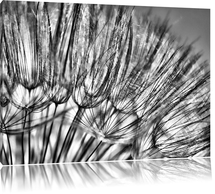 Monocrome, Pusteblumen, Format: 100x70 auf Leinwand, XXL riesige Bilder fertig gerahmt mit Keilrahme