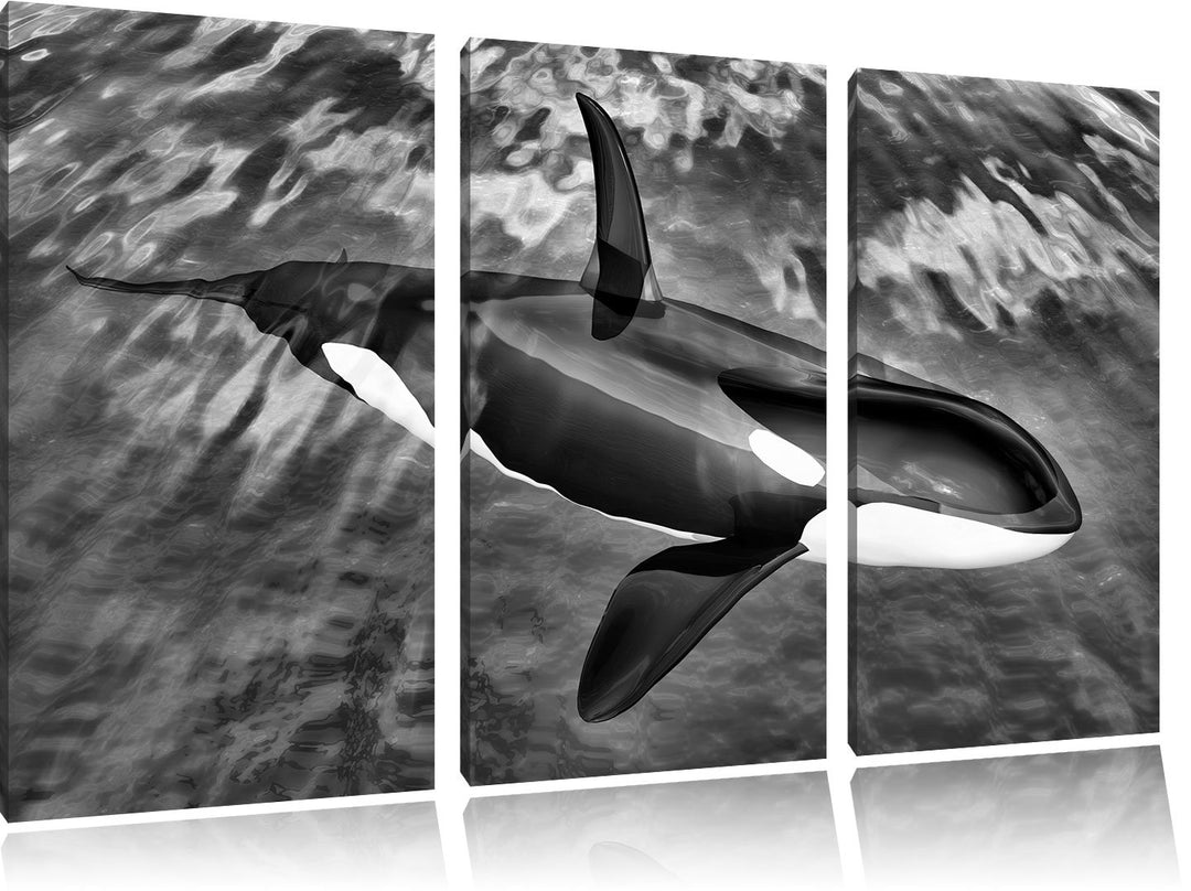 Pixxprint Monocrome, Orca im blauen Meer 3-Teiler Leinwandbild 120x80 Bild auf Leinwand
