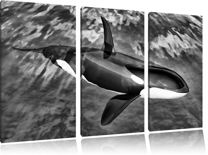 Pixxprint Monocrome, Orca im blauen Meer 3-Teiler Leinwandbild 120x80 Bild auf Leinwand