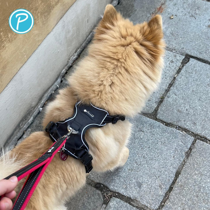 Petlando Hundegeschirr Outdoor – stark reflektierend, gepolstert, atmungsaktiv, robust, stufenlos ve