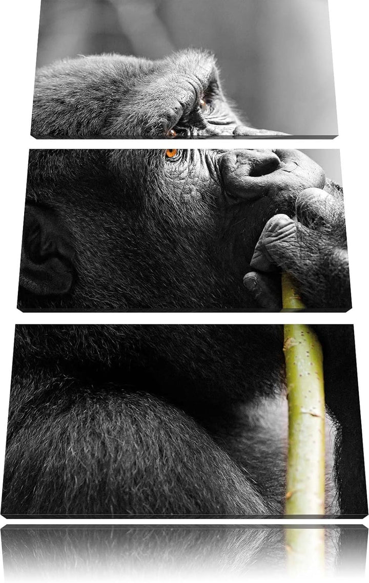 Pixxprint stolzer Gorilla isst als Leinwandbild/Grösse: 3 Teilig (120x80) cm/Wandbild/Kunstdruck/fer