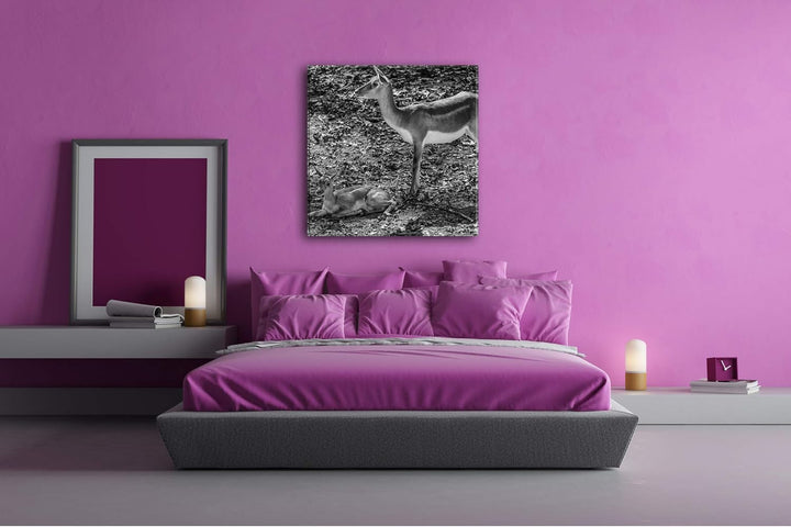 Gazelle mit süssem Baby in der Natur im Format: 70x70 Effekt: Schwarz&amp;Weiss als Leinwandbild, Motiv