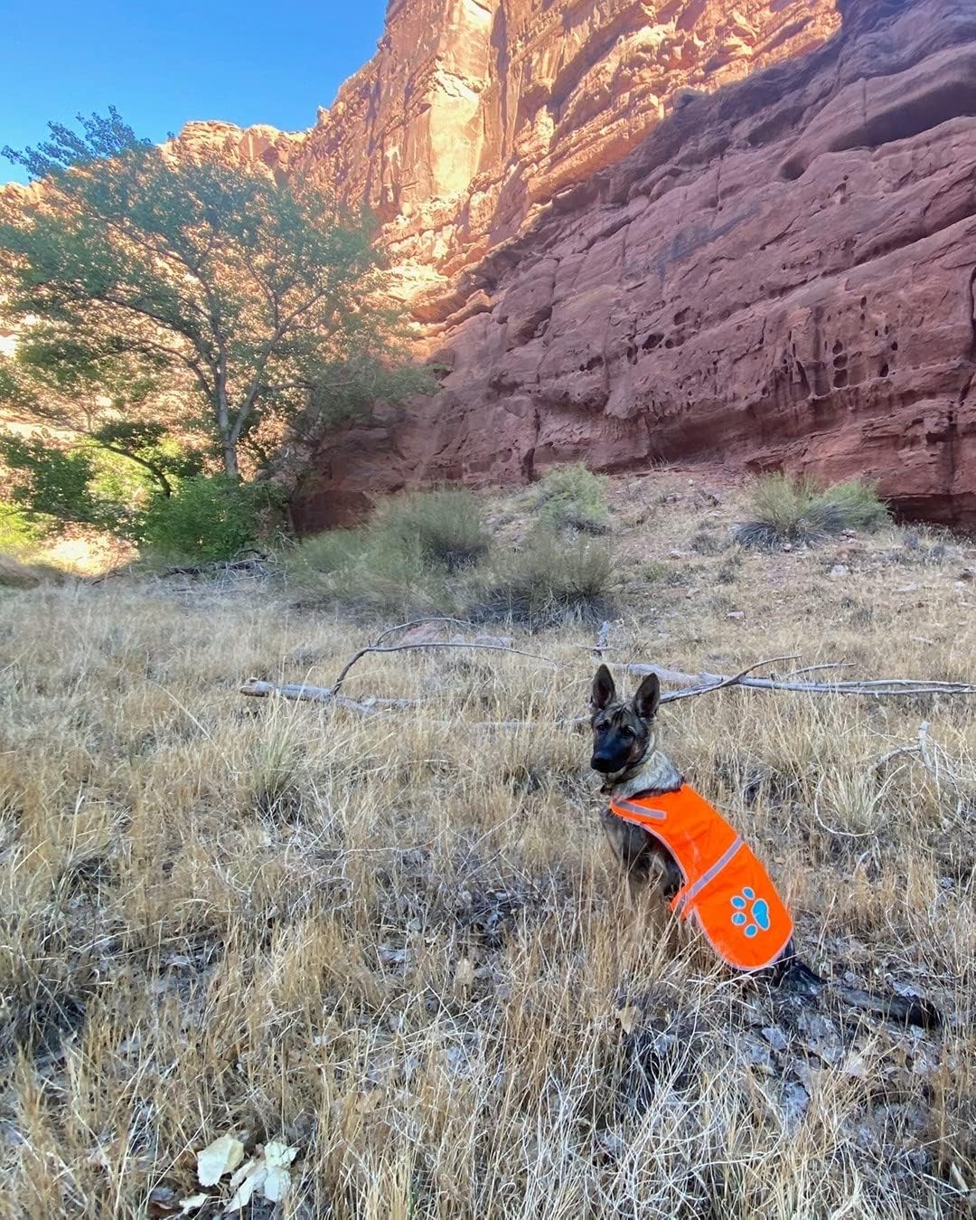 SafetyPUP XD Hund Warnweste, Grössen passen Hunde 14 lbs bis 130 lbs Blaze Orange Gross, Groß