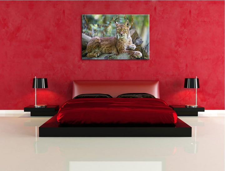 Pixxprint aufmerksamer Luchs auf Leinwand, XXL riesige Bilder fertig gerahmt mit Keilrahmen, Kunstdr