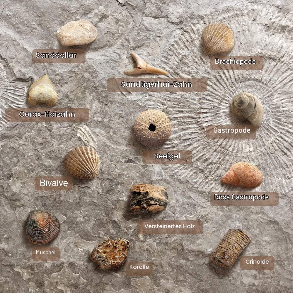 Fossilien Steine Ausgrabungsset Für Kinder Ausgrabung Fossilien Experimentierkästen Für Kinder Ab 7